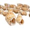 Hermit Crab Shells 1 1/2"- 2 1/4" Turbo Shells 24 Pack Babylonia Spirata Shells